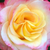 Alb - roz - Trandafir pentru straturi Grandiflora - Alissar